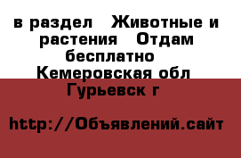  в раздел : Животные и растения » Отдам бесплатно . Кемеровская обл.,Гурьевск г.